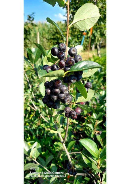 Aronia Wiking Cinsi 2 Adet 4'5 Yaş 1 Metre fiyatları