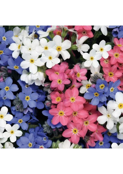 Myosotis Tohumu Unutma Beni Çiçeği Hibrit Choice Karışımı