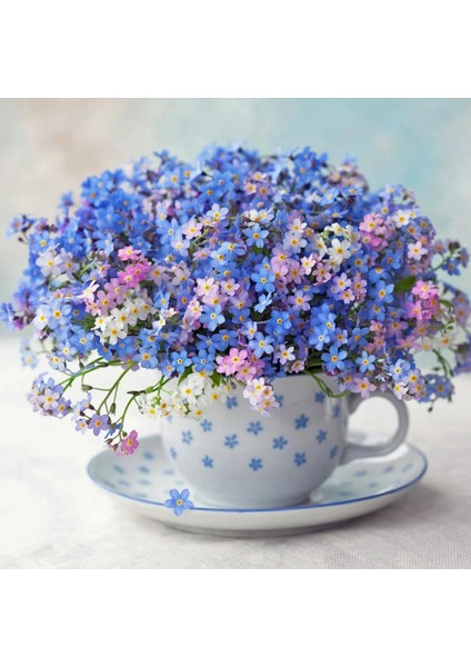 Myosotis Tohumu Unutma Beni Çiçeği Hibrit Choice Karışımı fiyatları