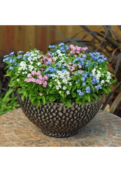 Myosotis Tohumu Unutma Beni Çiçeği Hibrit Choice Karışımı modelleri
