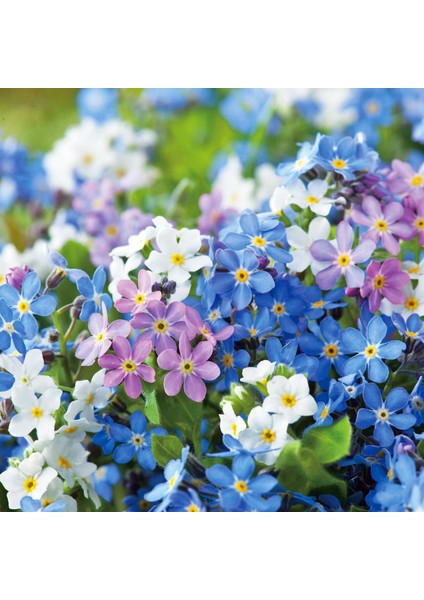 Myosotis Tohumu Unutma Beni Çiçeği Hibrit Choice Karışımı fırsatları