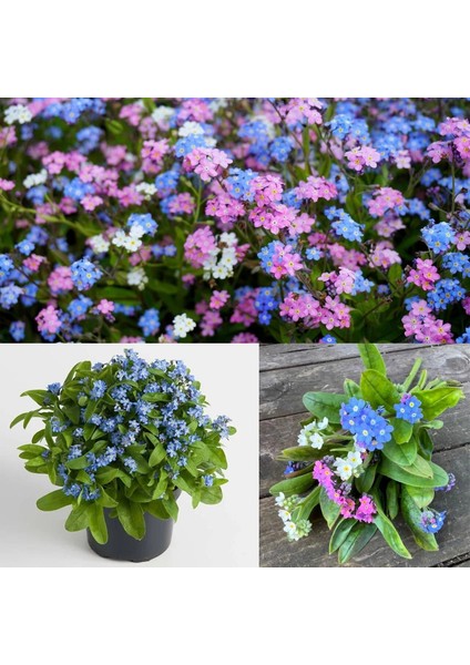 Myosotis Tohumu Unutma Beni Çiçeği Hibrit Choice Karışımı indirimleri