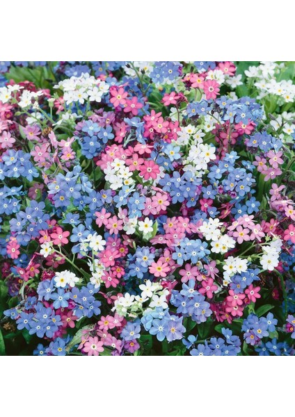 Myosotis Tohumu Unutma Beni Çiçeği Hibrit Choice Karışımı