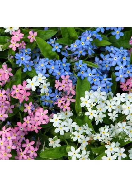 Myosotis Tohumu Unutma Beni Çiçeği Hibrit Choice Karışımı