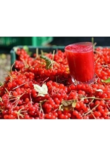 Organik Gilaburu Nektar Suyu Doğal Aroma 1 lt x 3 Adet Şeker İçeriksiz fiyatları