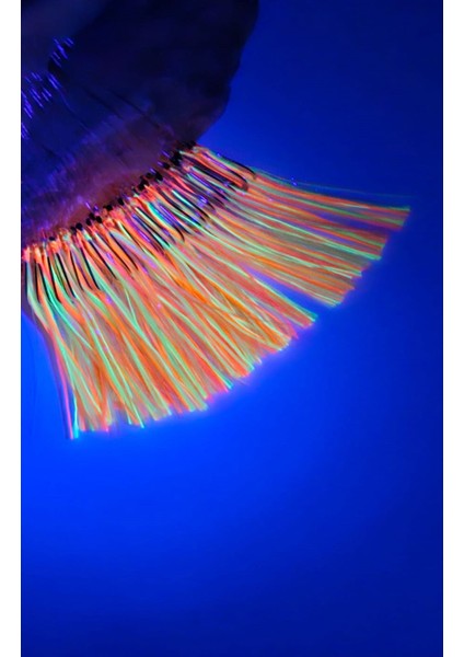 Çapari Köstek 50'li Istavrit Çapari Kösteği Gece Çaparisi 9 No Iğne Uv fiyatları