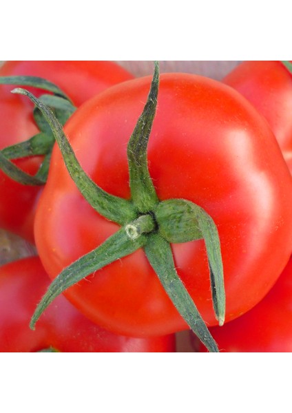 Domates H2274 Tohumu Sert Meyveli Orta Erkenci Sofralık Çeşit fırsatları