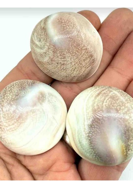 Yılancık Taşı Operculum 8 Adet fiyatları