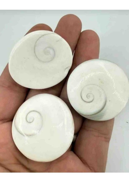 Yılancık Taşı Operculum 8 Adet fırsatları