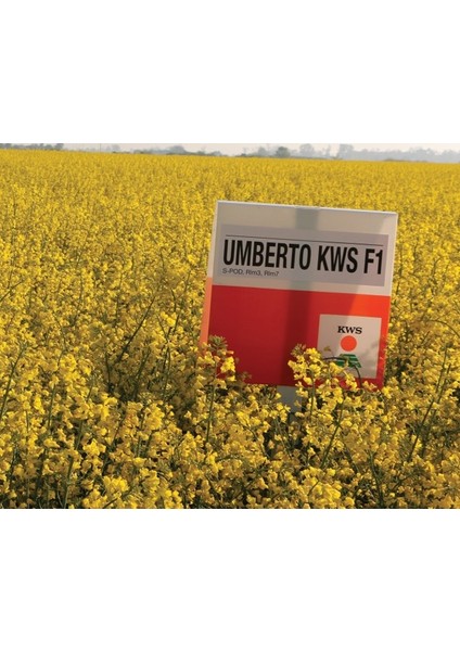 Umberto Hibrit Kanola Tohumu modelleri