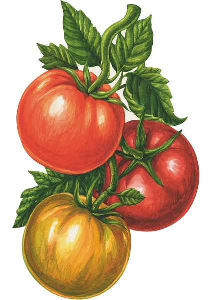 Tomato Table Accent Pack Of 12