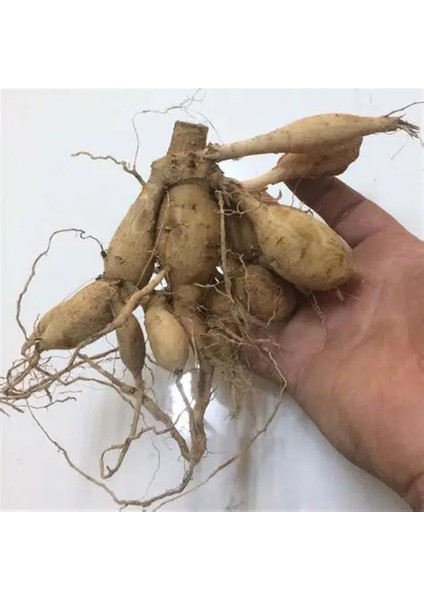 5 Adet Yıldız Dahlia Soğanı Karışık 5 Renk.yeni Mahsul.çimlenme Garantili... fiyatları