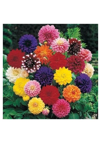 5 Adet Yıldız Dahlia Soğanı Karışık 5 Renk.yeni Mahsul.çimlenme Garantili...