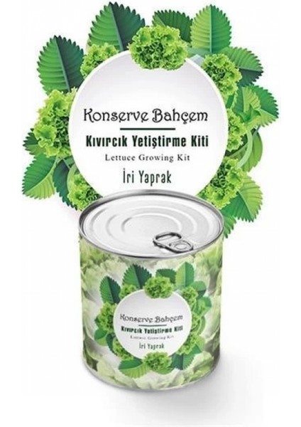 Konserve Bahçem Evde Konservede Iri Yapraklı Kıvırcık Yetiştirme Kiti