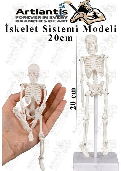 Iskelet Maketi 20 cm 1 Adet Eğitim Insan Iskelet Modeli Iskelet Sistemi Haraketli Iskelet Anatomisi Masaüstü Taşınabilir