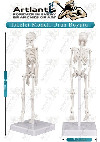 Iskelet Maketi 20 cm 1 Adet Eğitim Insan Iskelet Modeli Iskelet Sistemi Haraketli Iskelet Anatomisi Masaüstü Taşınabilir fiyatları