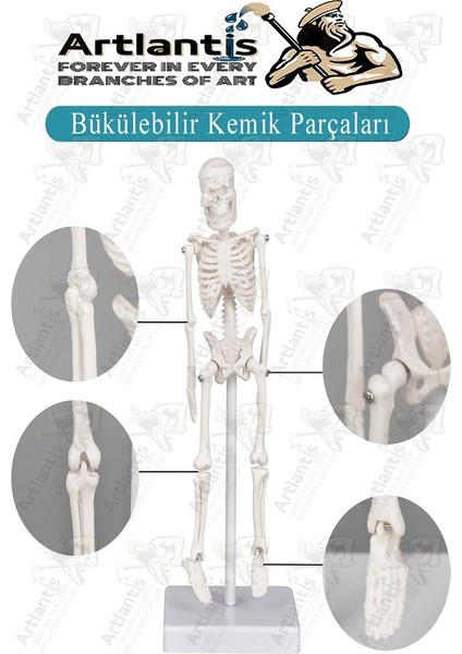Iskelet Maketi 20 cm 1 Adet Eğitim Insan Iskelet Modeli Iskelet Sistemi Haraketli Iskelet Anatomisi Masaüstü Taşınabilir fırsatları