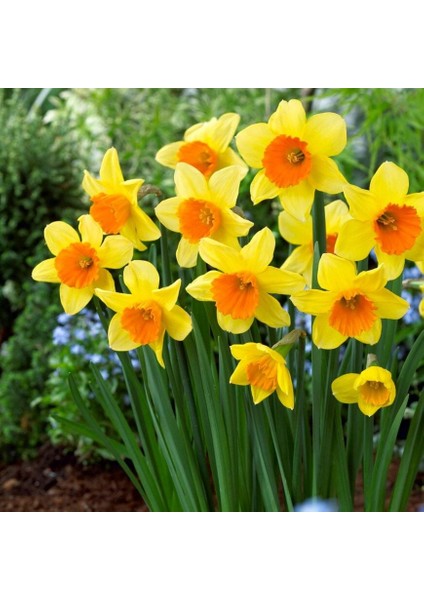 Love Day Nergis Soğanı (4 Adet)