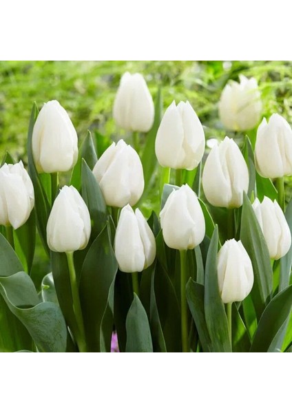 White Prince Beyaz Lale Soğanı (4 Adet)