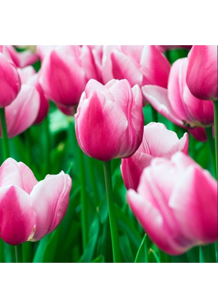 Ithal Özel Aafke Iri Kafa Özel Pembe Beyazlale Soğanı (4 Soğan)