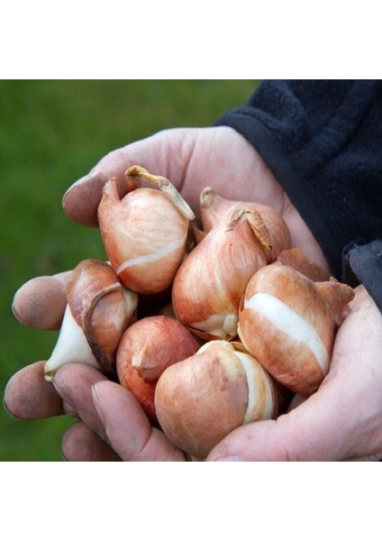 Ithal Özel Aafke Iri Kafa Özel Pembe Beyazlale Soğanı (4 Soğan) fiyatları