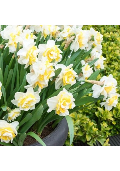 Iri Kafa Katmerli Kokulu White Leon Lion Nergis Soğanı (4 Adet)