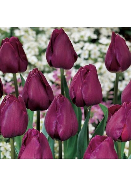 Ithal Özel Negrita Iri Kafa Özel Bordo Lale Soğanı (4 Soğan)