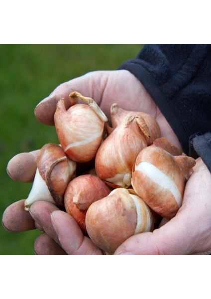 Ithal Özel Negrita Iri Kafa Özel Bordo Lale Soğanı (4 Soğan) fiyatları