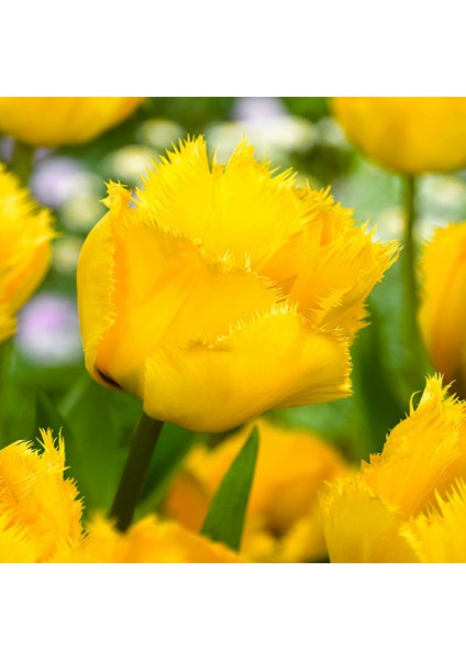 Crystal Star Sarı Fırfırlı Lale Soğanı (4 Adet)