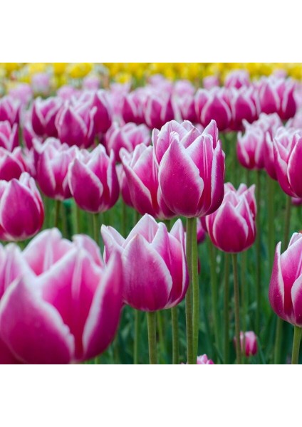 Ithal Özel Claudia Iri Kafa Özel Kırmızı Beyaz Lale Soğanı (4 Soğan)