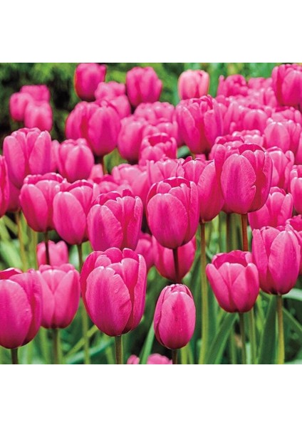 Ithal Özel Pink Impresion Lale Soğanı Iri Kafa Özel Lale Soğanı (4 Soğan)