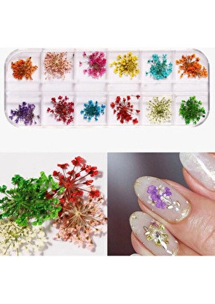 Gerçek Kuru Süsleme Çiçekleri 12'li Nail Art 3D