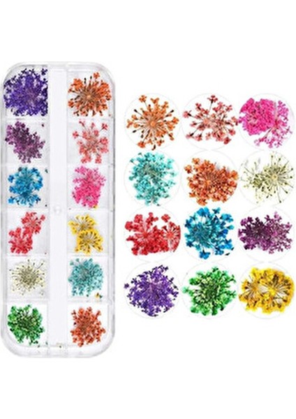 Gerçek Kuru Süsleme Çiçekleri 12'li Nail Art 3D modelleri