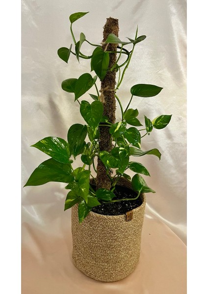 Yosun Gövdeli Patos Salon Sarmaşığı-Golden Pothos-Pathos