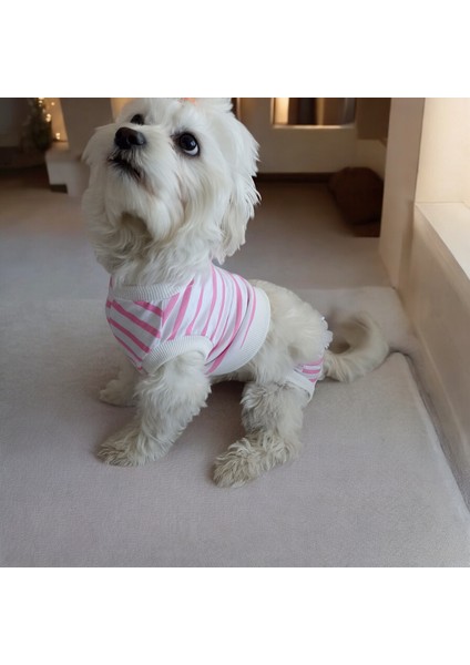 Dişi Köpek Regl Külodu ve Tshirt Takımı – Ayarlanabilir, Yıkanabilir, Hijyenik Köpek Külodu