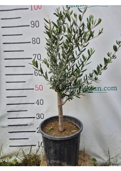 3 Yaş Bodur Gemlik Zeytin Fidanı