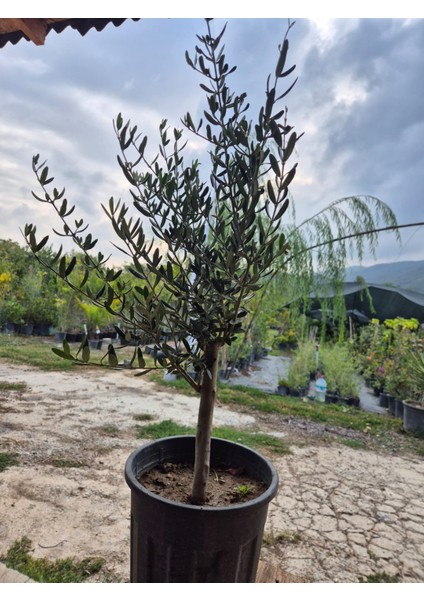 3 Yaş Bodur Gemlik Zeytin Fidanı fiyatları
