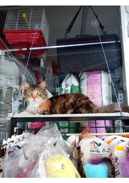 YIKANABİLİR Cama Yapışan Kedi Yatağı fiyatları