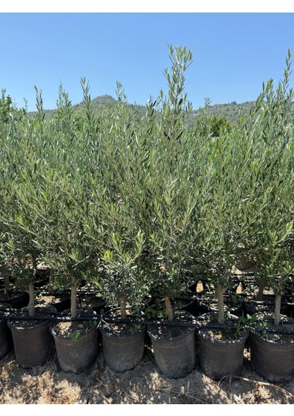 Saksıda Ağaç Formunda 4 Yaş Zeytin Fidanı Boy 150 cm