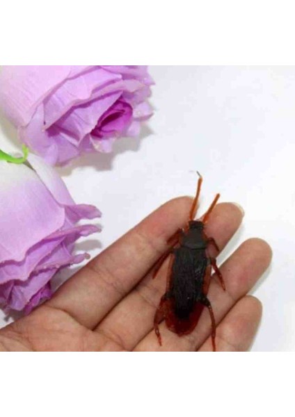 Hamam Bòcegì 7 Adet