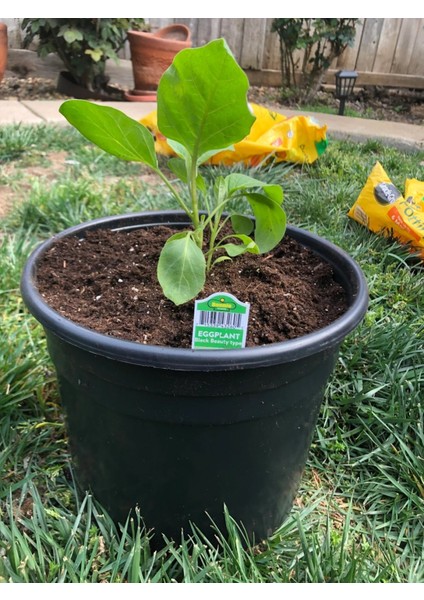 Siyah Üretim Saksısı 50 Adet - 28 Lt 37 cm indirimleri