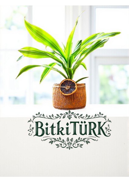 Ithal Dracaena Lemon Beton Saksıda Portakal Dilimi Dekorlu Hediye Aranjmanı