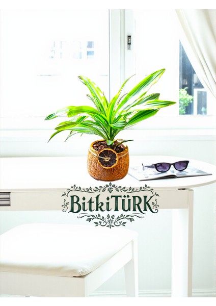 Ithal Dracaena Lemon Beton Saksıda Portakal Dilimi Dekorlu Hediye Aranjmanı fiyatları