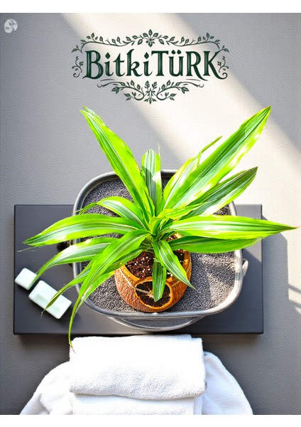 Ithal Dracaena Lemon Beton Saksıda Portakal Dilimi Dekorlu Hediye Aranjmanı modelleri