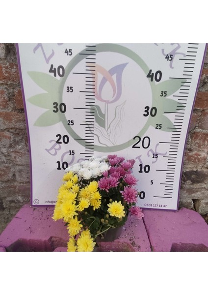 Tek Saksıda 3 Renkli Kasımpatı (Sarı, Mor, ve Beyaz) Eylül Ekim ve Kasım Aylarında Çiçeklidir