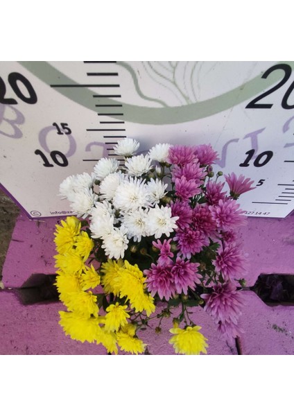 Tek Saksıda 3 Renkli Kasımpatı (Sarı, Mor, ve Beyaz) Eylül Ekim ve Kasım Aylarında Çiçeklidir fiyatları