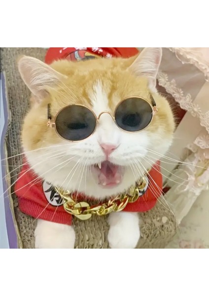 Kedi ve Köpek Güneş Gözlüğü fırsatları