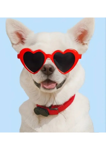 Kedi ve Köpek Güneş Gözlüğü modelleri