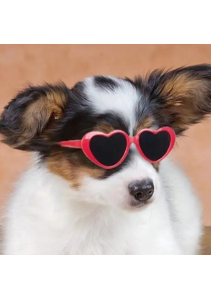 Kedi ve Köpek Güneş Gözlüğü indirimleri