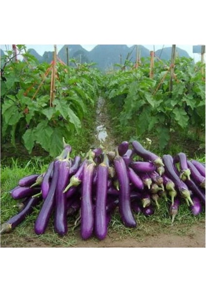 Süper Paket 250 Adet Tohum Ithal Nadir Dev Kemer Patlıcan Tohumu